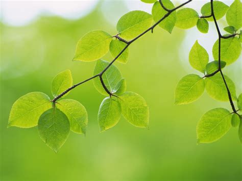 Green leaves - Green Wallpaper (22176071) - Fanpop