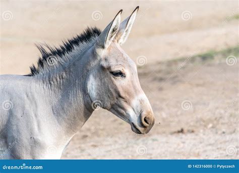 Portrait of Grey Donkey. Domestic Mammal of Farmlands Stock Photo - Image of mammal, cute: 142316000