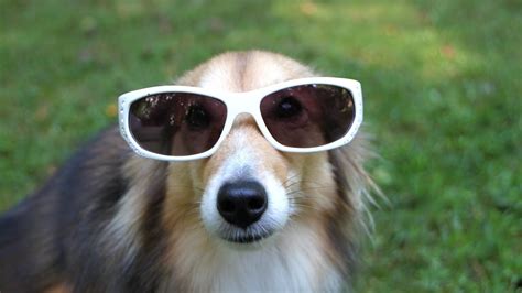 Funny Dogs Wearing Sunglasses – 1Funny.com