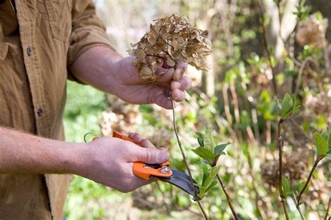 How to prune a hydrangea in spring | Fall garden care, When to prune hydrangeas, Growing hydrangeas