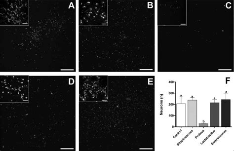 Gram‑negative bacteria isolated from HFD rats significantly reduced the... | Download Scientific ...