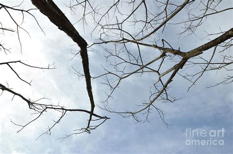 Dried Branches On A Big Tree Photograph by Antoni Halim - Pixels