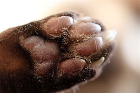 Plasma Cell Pododermatitis (Pillow Foot) in Cats - Cat-World