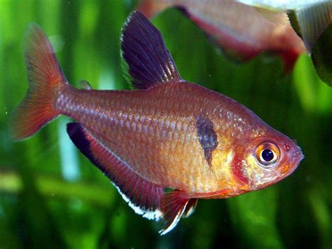 Serpae Tetra (Hyphessobrycon serpae) - Care, Feeding, Breeding, and ...