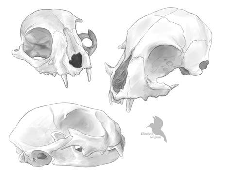 Domestic cat skull sketchs by Lizandre on DeviantArt