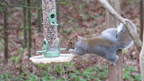 13 DECEMBER 2021 RSPB BIRD FEEDER 2 - YouTube