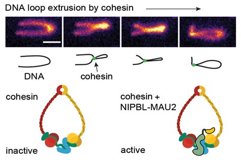 Cohesin - a molecular motor that folds our genome | Research Institute of Molecular Pathology (IMP)