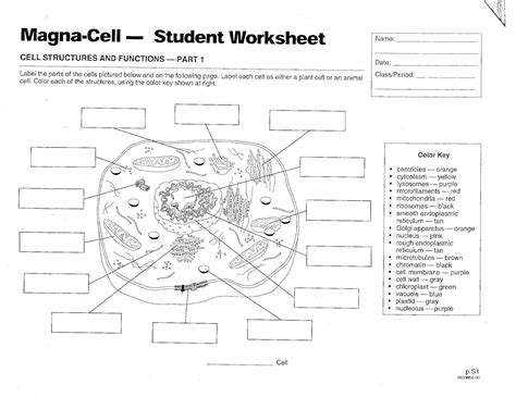 Cell Organelles Worksheet Pdf