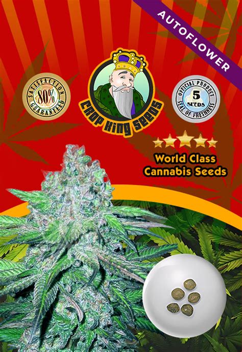 Trainwreck Strain Autoflowering Marijuana Seeds | Rocket Seeds