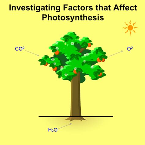 Investigating Factors That Affect Photosynthesis - Play Online on Flash ...