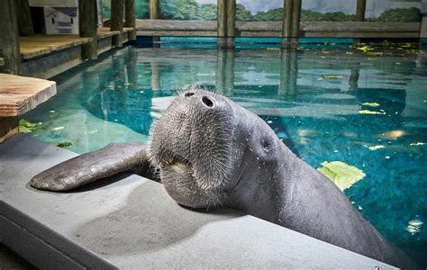 Meet Snooty: The World's Oldest Manatee Living in Captivity | Live Science