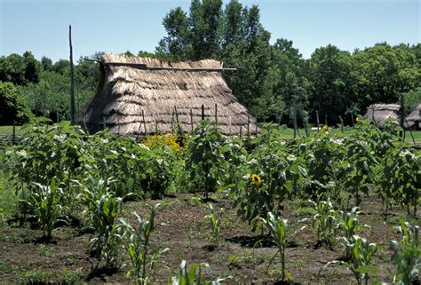 Three Sisters: Ancient Cornerstone of American Farming