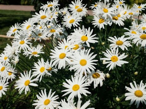 What Is A Daisy Garden: Learn How To Grow A Daisy Garden