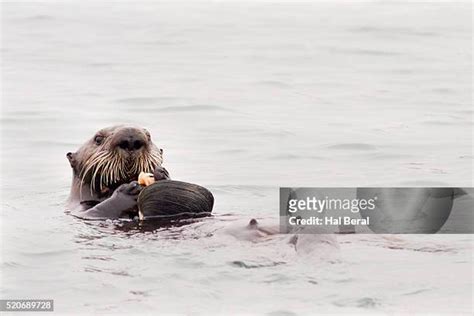 1,152 Sea Otter California Stock Photos, High-Res Pictures, and Images ...