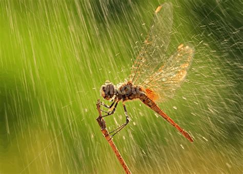 40 Excellent Pictures of Animals in Rain