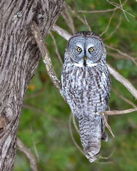 Unlock the Mysteries of Owl Photography with These Mind-Blowing Tips!