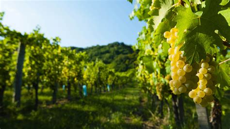 Riesling | Wine Guide | Virgin Wines