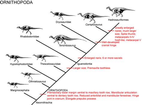 GEOL 104 Lecture 19: Ornithopoda: Beaks, bills & crests