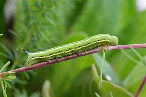 Hummingbird hawk-moth caterpillar – Bournemouth | Dorset Butterflies