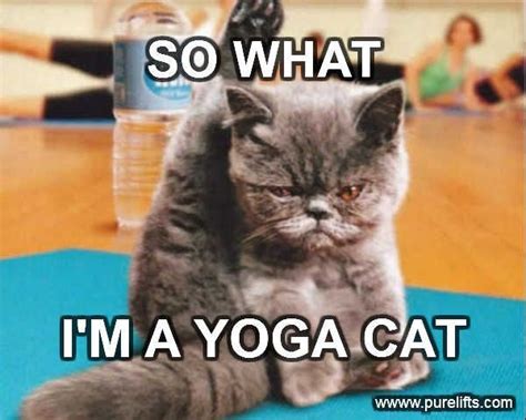 The yoga cat! | Yoga funny, Cat yoga, Yoga times