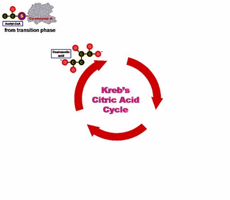 Krebs Cycle Animation