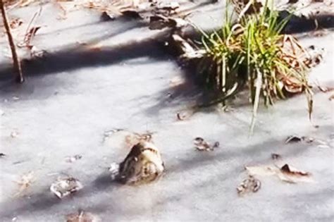 Amazing clip shows alligators in FROZEN lakes as temperatures plunge ...