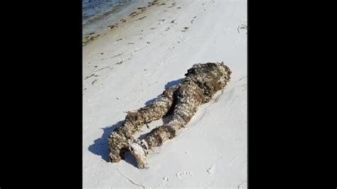 Woman calls 911 to report a ‘dead body’ washed ashore. Turns out to be this - it s viral ...