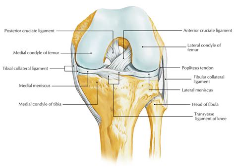 Ligaments of the Knee Joint – Earth's Lab