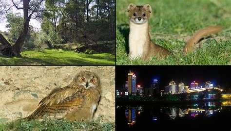 Birding the Qilian Mountains of Northern Qinghai - Shanghai Birding 上海观鸟