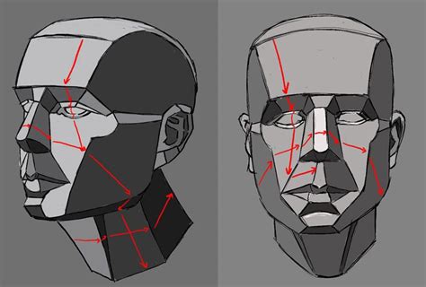 Planes of the face | Planes of the face, Human anatomy drawing, Face ...