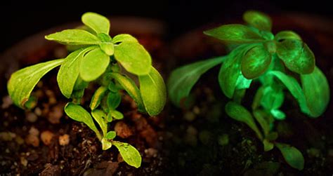 World's First Genetically-Engineered Bioluminescent House Plant