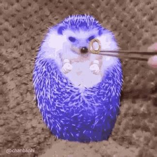 Funny Animals Hedgehog GIF - FunnyAnimals Hedgehog Fat - Discover & Share GIFs