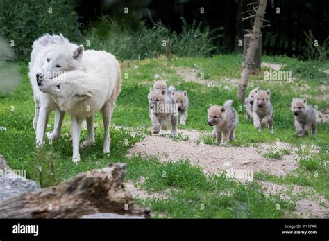 Arctic wolf pack hi-res stock photography and images - Alamy