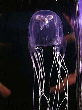 AUSTRALIAN BOX JELLYFISH: This jellyfish has a venom that attacks a human's cardiac and nervous ...