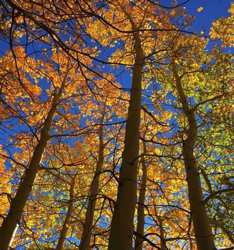 Virginia Lakes Trail - Don't Miss This Beautiful Sierra Nevada Hike! - Pine Coast Hiking