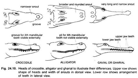 Anatomy of Crocodilia | Vertebrates | Chordata | Zoology