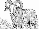 Boer Goat Coloring Page For Adults  Free Printable sketch template