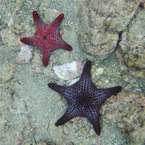 Starfish Underwater by Keith Levit / Design Pics