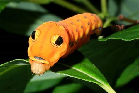 Spicebush Swallowtail Caterpillar - In The Hills