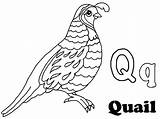 Quail Coloring Page sketch template
