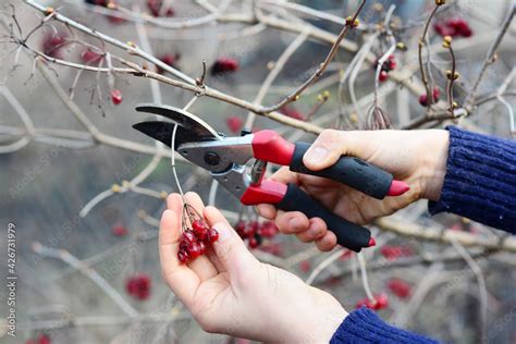 Harvesting Viburnum trilobum, Viburnum edule, highbush cranberry sweet ...