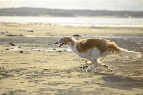 Why do Borzois Spin? - National Borzoi Club