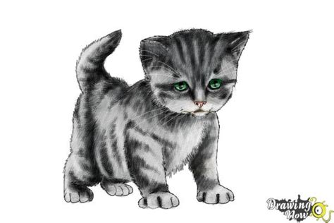 How to Draw a Kitten Step by Step - DrawingNow