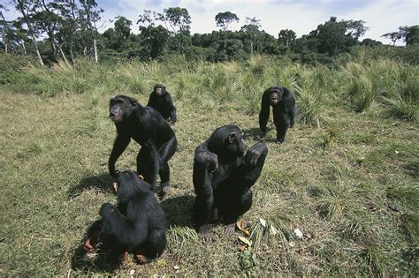 Chimpanzee Habitat