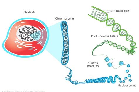 learning through art genes and chromosomes - aerosmithvanfoundbyamericanpickers