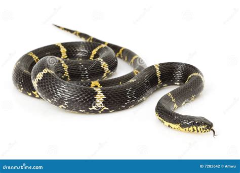 Russian Rat Snake stock photo. Image of biology, stalking - 7282642