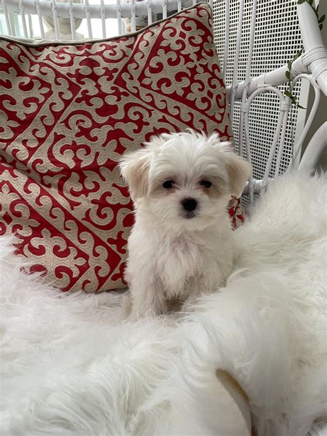 Maltese Size Guide: How Big Do Maltese Get? - Puppy Weight Calculator