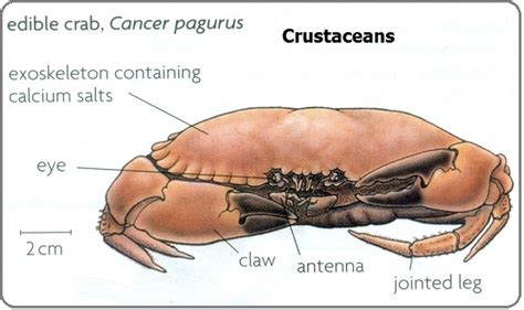 Crustaceans - Respiratory System