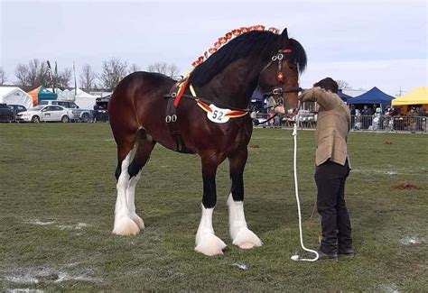 National Shire Horse Show stages successful return to Newark Showground