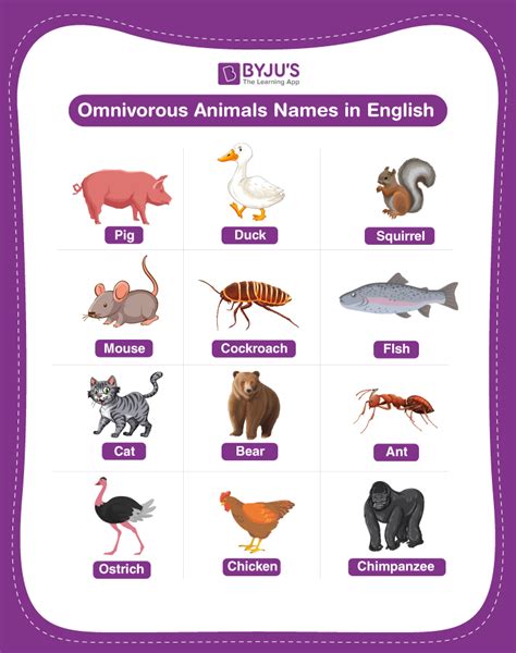 Omnivore Animals Name